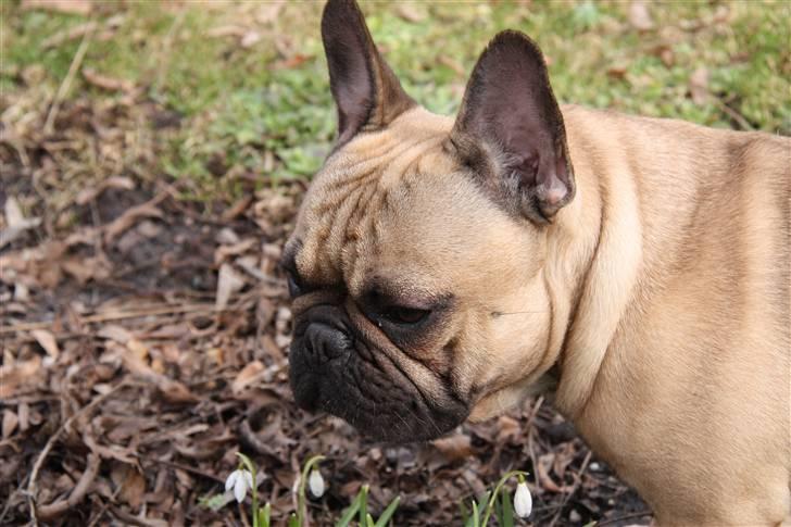 Fransk bulldog    Hakonis Christian Dior billede 7