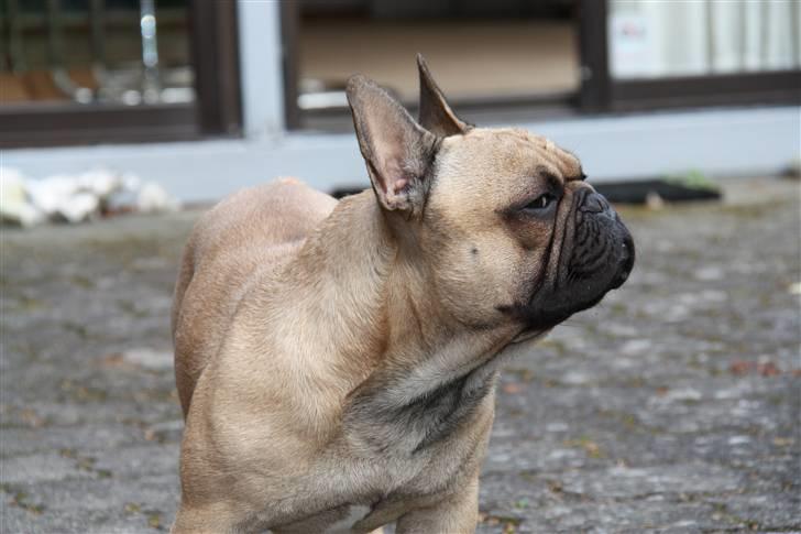 Fransk bulldog    Hakonis Christian Dior - Dufter dejligt billede 8