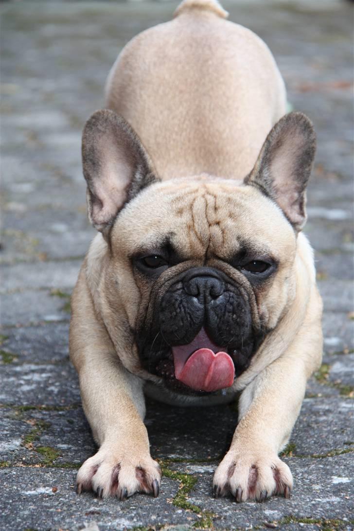 Fransk bulldog    Hakonis Christian Dior - GAAAABBB billede 9