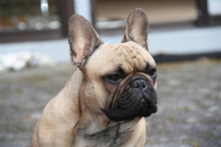 Fransk bulldog    Hakonis Christian Dior - Hygge på terrassen billede 10