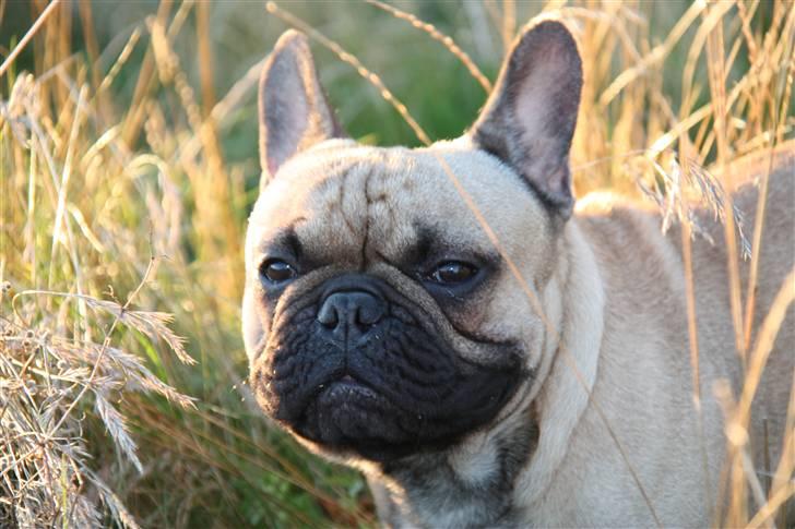 Fransk bulldog    Hakonis Christian Dior - Nyder lige en tur langs markerne billede 11