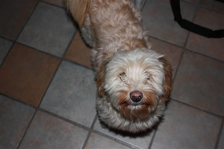 Blanding af racer Mille billede 1