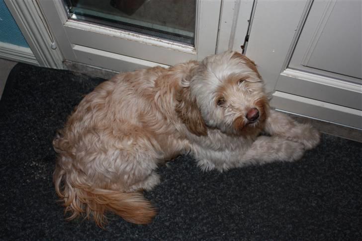 Blanding af racer Mille billede 2