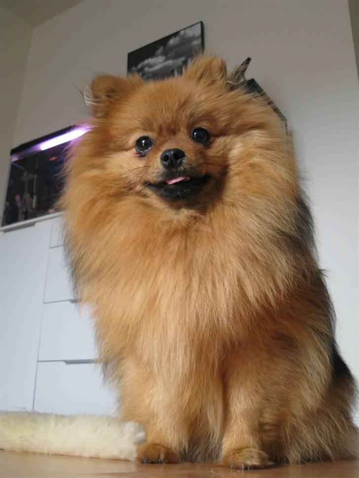 Pomeranian Topsy's Addie R.i.p billede 11