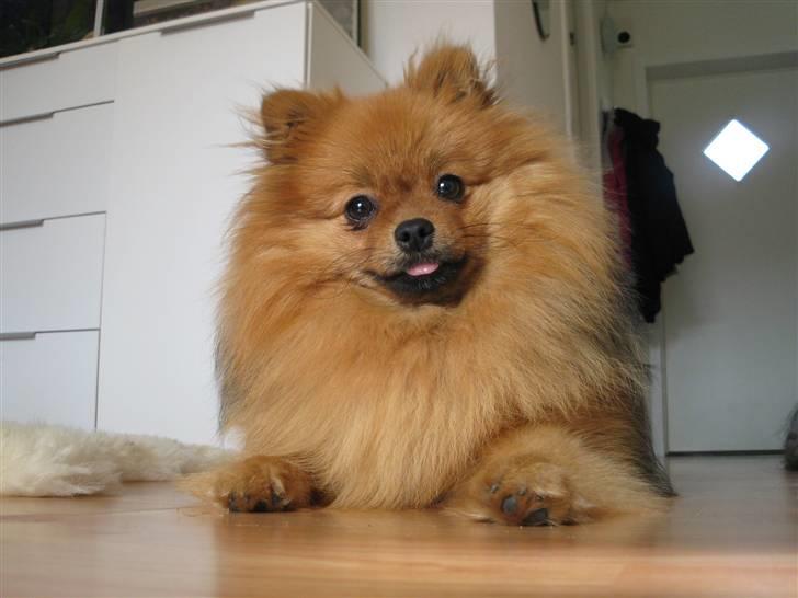 Pomeranian Topsy's Addie R.i.p billede 12