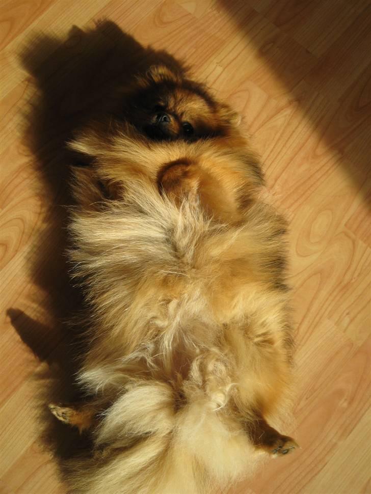 Pomeranian Topsy's Addie R.i.p - I surrender billede 13