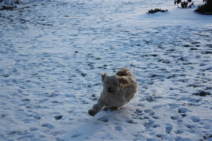 Blanding af racer Mille billede 3