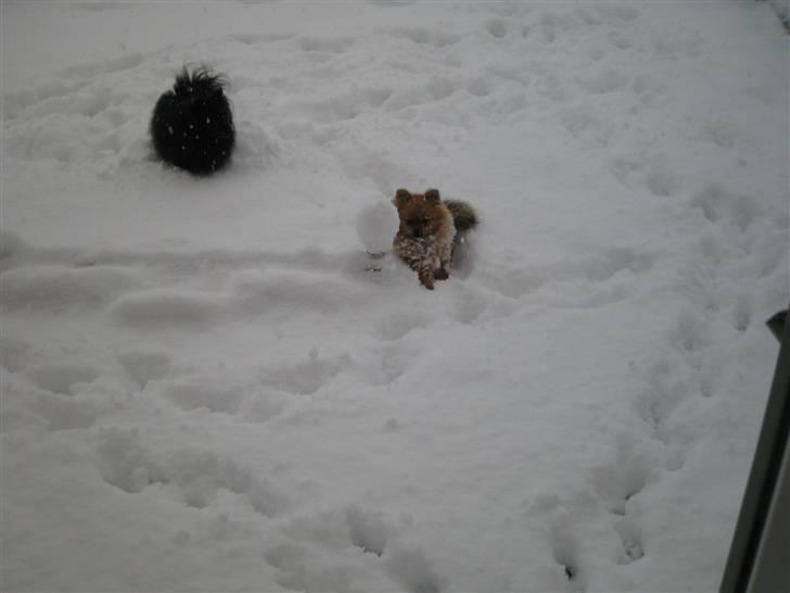 Pomeranian Topsy's Addie R.i.p billede 14