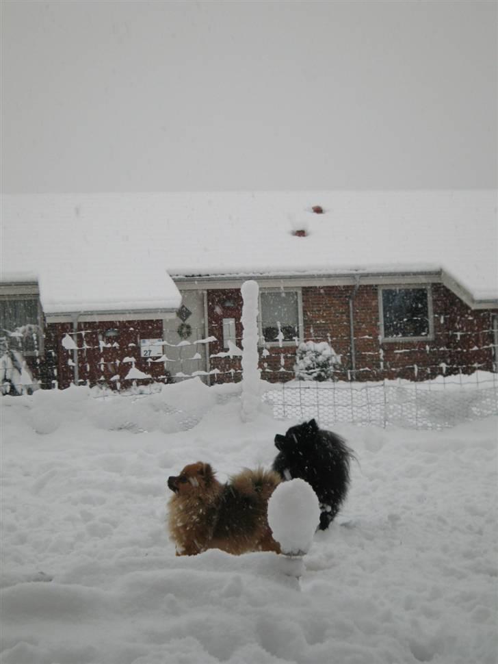 Pomeranian Topsy's Addie R.i.p - Hvad er det der falder ned fra himlen? billede 17
