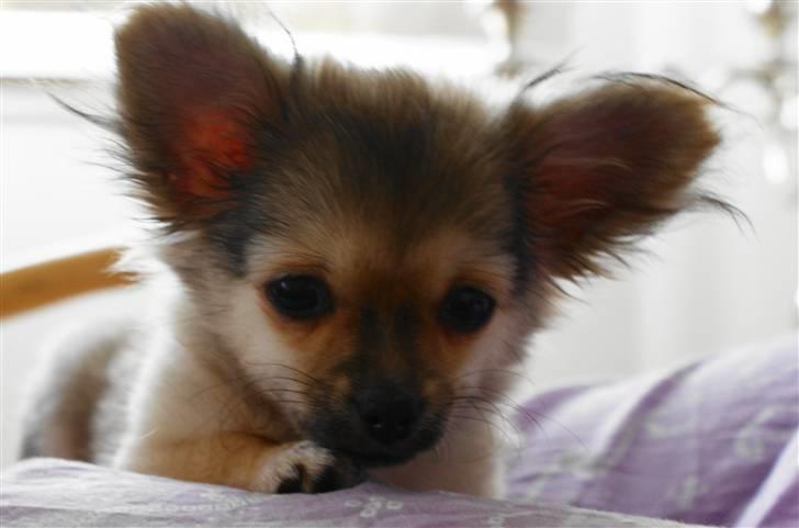 Chihuahua Bette My - meget sødt ansigt billede 1