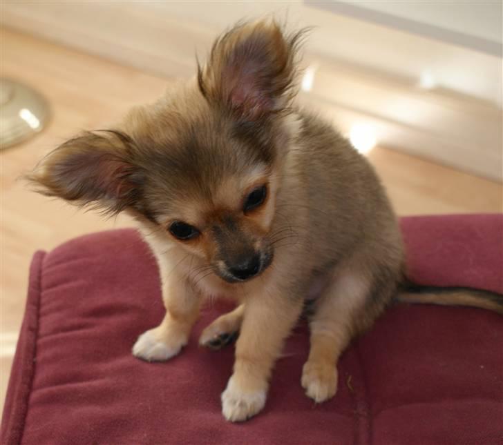 Chihuahua Bette My - hun er så nysgerrigt billede 2