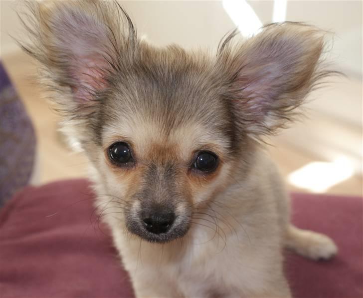 Chihuahua Bette My - sikke dog en lille hoved den har billede 3