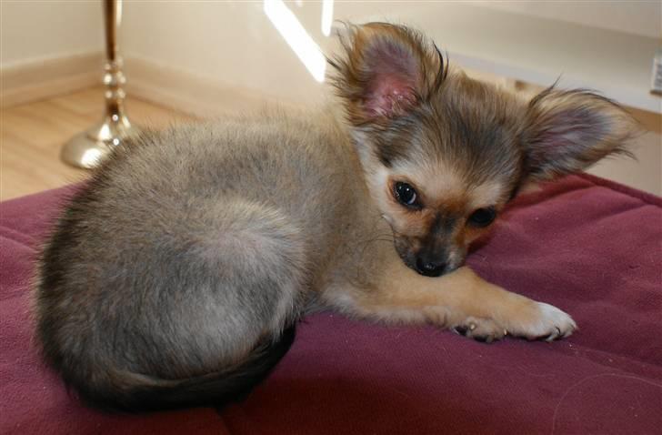Chihuahua Bette My - hun sover også stadig en del billede 4