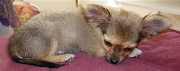 Chihuahua Bette My - hun er træt billede 5