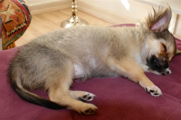 Chihuahua Bette My - sov sov sov billede 6