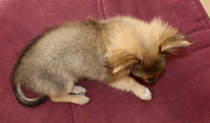 Chihuahua Bette My - hun er en meget fin hund billede 7