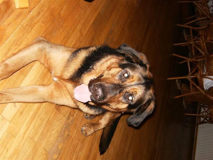 Blanding af racer nando billede 1