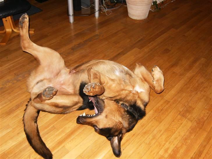 Blanding af racer nando - Leg med mig! billede 2