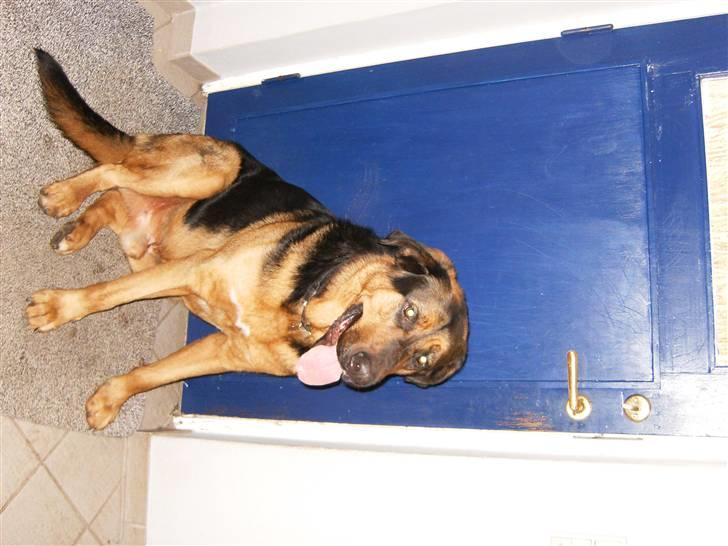 Blanding af racer nando billede 3