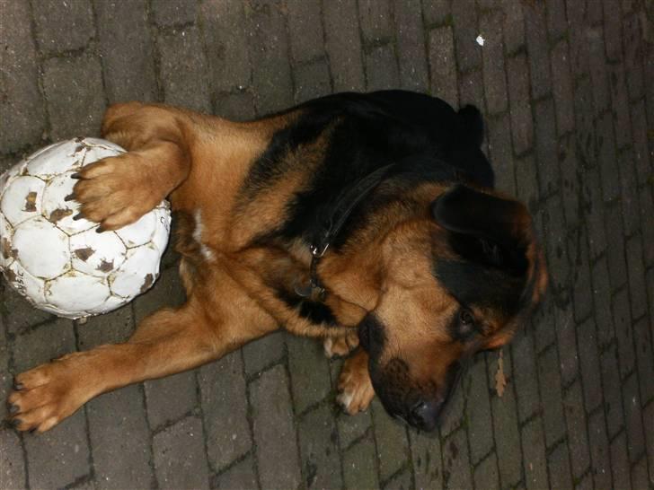 Blanding af racer nando - min trofaste ven billede 4