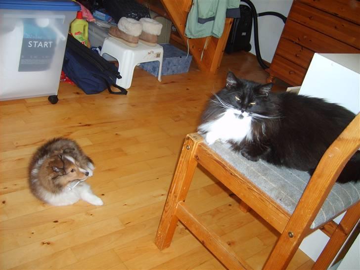 Shetland sheepdog Pixie - Pixie og katten Freja :) billede 10
