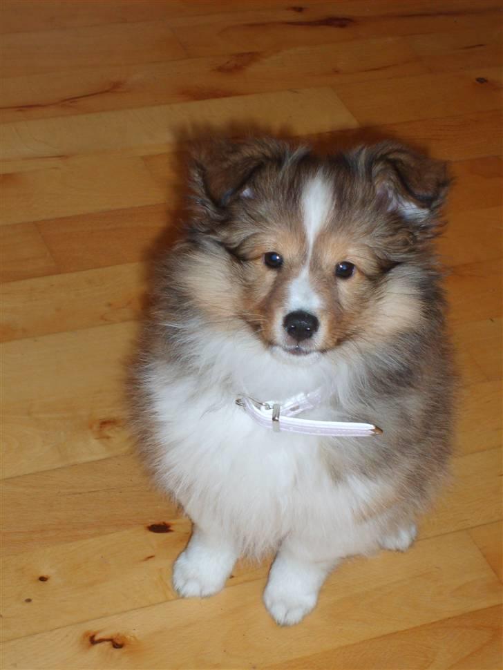 Shetland sheepdog Pixie - Pixie, 12 uger billede 11