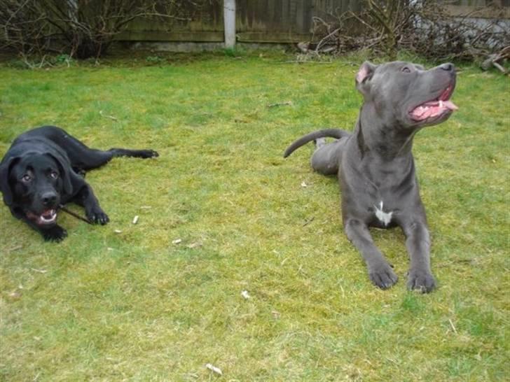 Amerikansk staffordshire terrier Bom Bom - Bom bom (Højre) sammen med vennen Rex (Venstre) billede 1