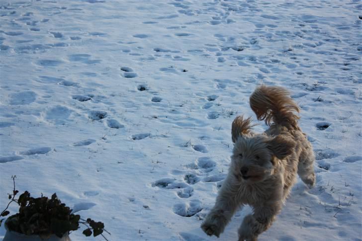 Blanding af racer Mille billede 4