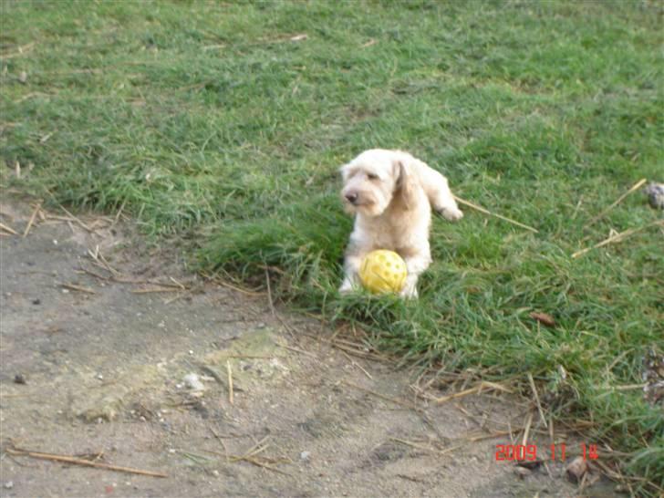 Blanding af racer Mille billede 5