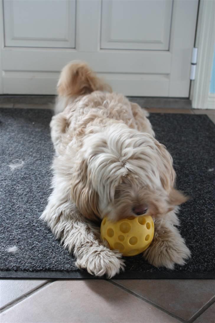 Blanding af racer Mille billede 6