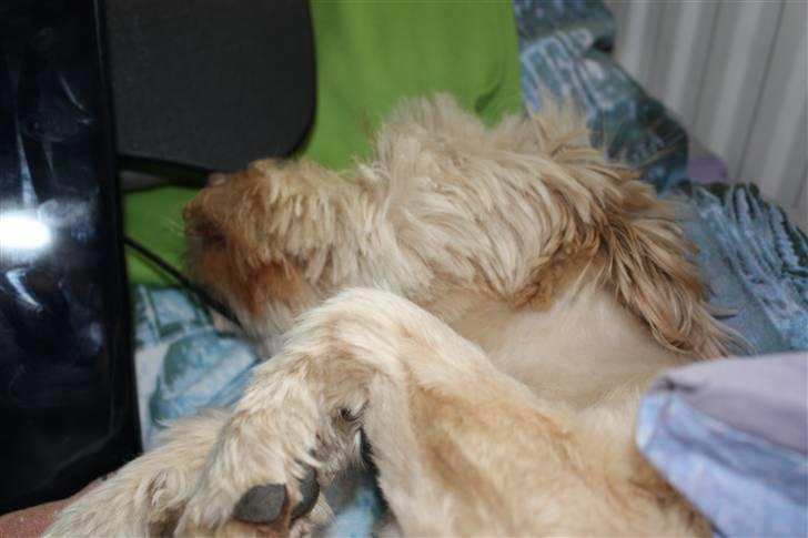 Blanding af racer Mille billede 7