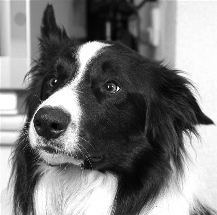 Border collie Luske (tidligere Lucca) billede 14