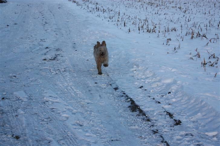 Blanding af racer Mille billede 8