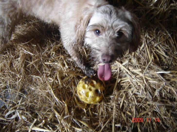 Blanding af racer Mille billede 9