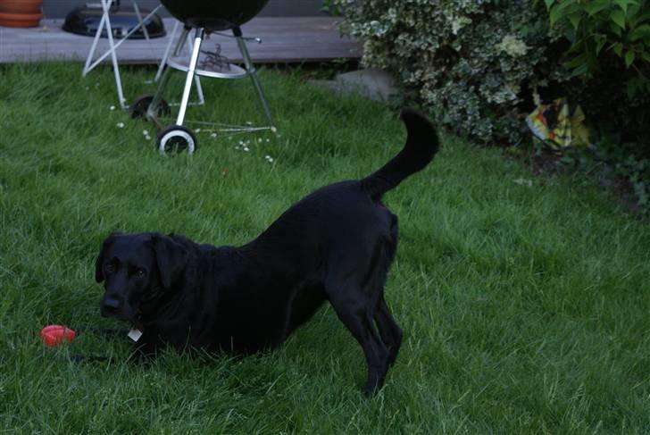Labrador retriever Buster - se min bold billede 8