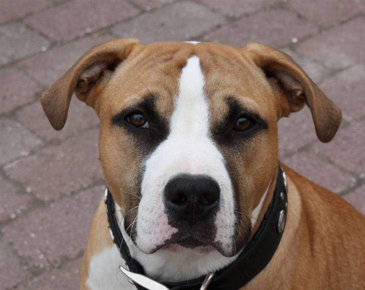 Blanding af racer Samson - Er det mig du kalder på..?? billede 1