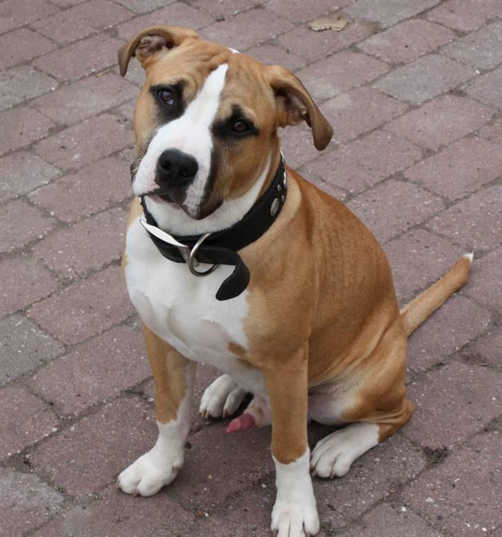 Blanding af racer Samson - jeg er bare lidt for lækker. hehe hehe.. billede 2