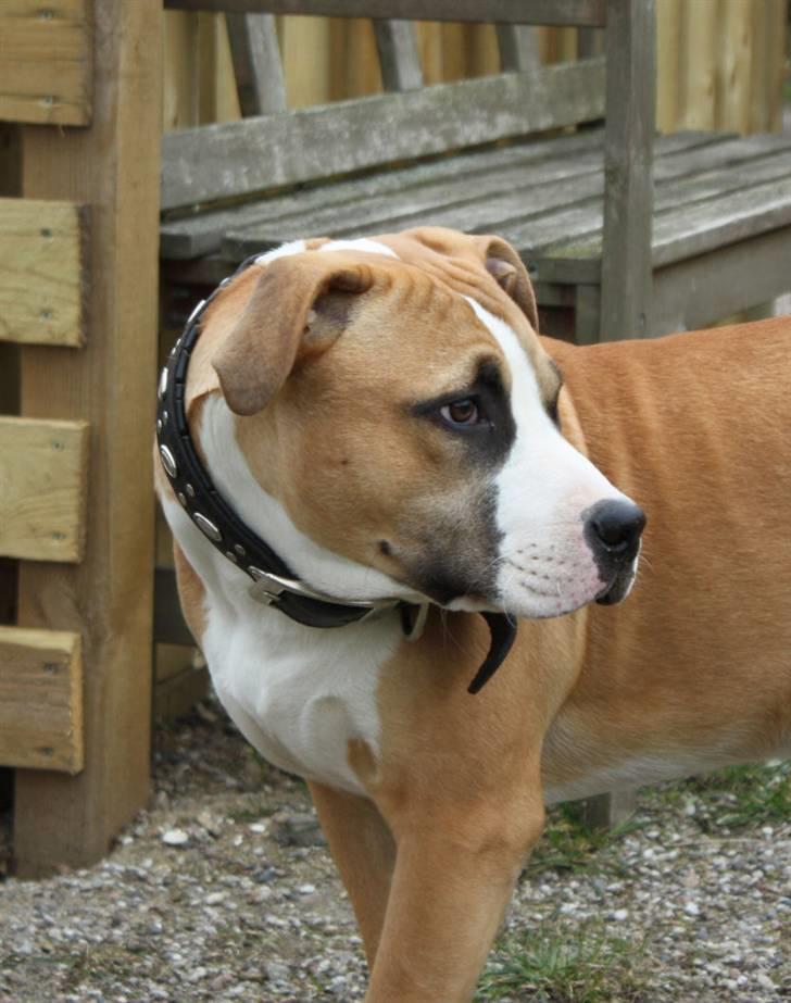 Blanding af racer Samson - Hov der kommer nogen..  billede 3