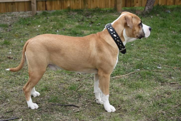 Blanding af racer Samson - skal lige være HELT sikker på der kommer nogen..  billede 4