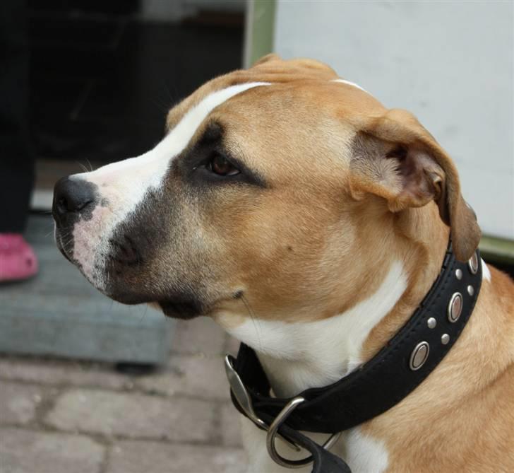 Blanding af racer Samson - hmmm...... Hvad skal jeg lave af ballade..!!!! billede 5