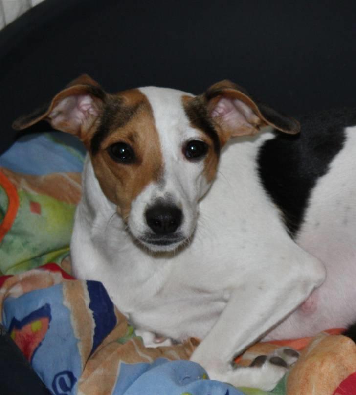 Dansk svensk gaardhund Pixi - jeg har lige lagt mig lidt og samle kræfter til jeg skal føde om et par timer billede 1