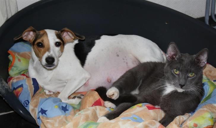 Dansk svensk gaardhund Pixi - jeg får lige varmen på maven en halv time før fødsel. min ven cæcar. billede 2