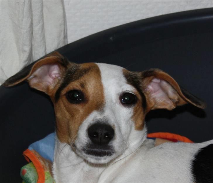 Dansk svensk gaardhund Pixi - nu er det lige før.... :) billede 3