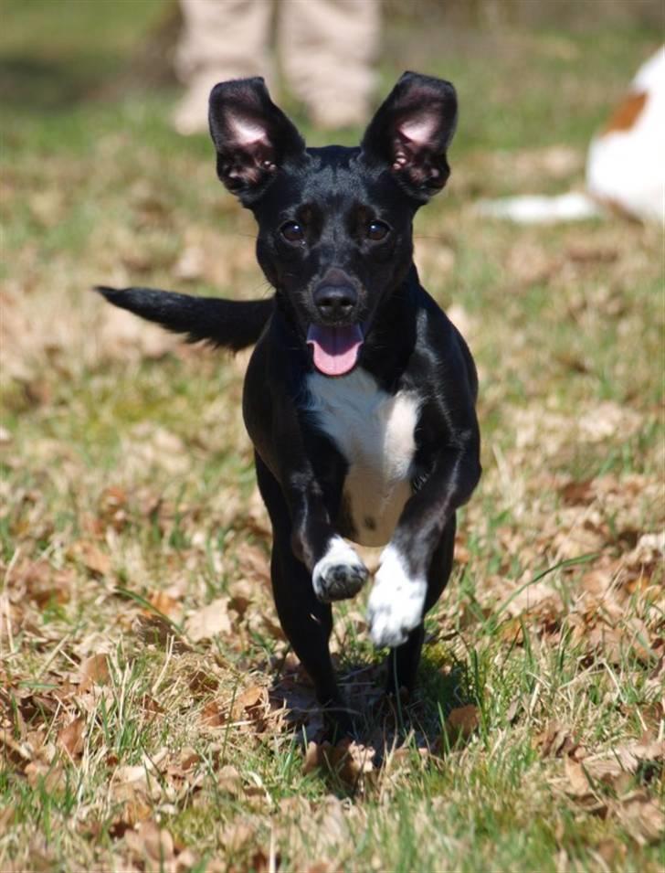 Blanding af racer Karla Malone - Fuld fart fremad, april 2010 - snart 2 år gammel. Foto: Adele Rannes billede 13