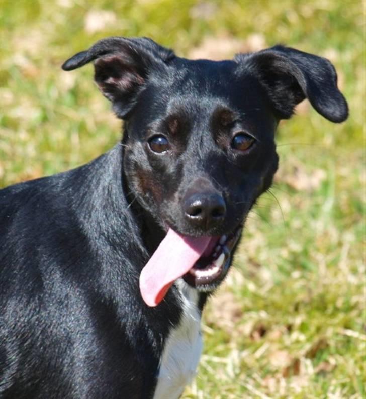 Blanding af racer Karla Malone - Goofy looking, april 2010. Foto: Adele Rannes billede 14