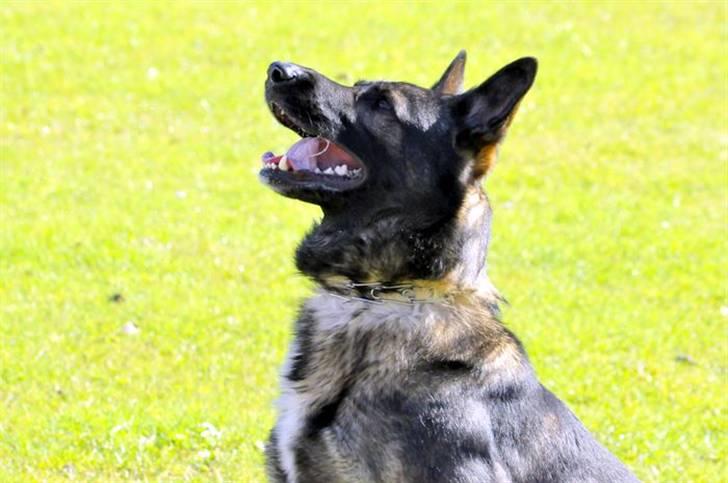 Schæferhund Jabina Kojac billede 1