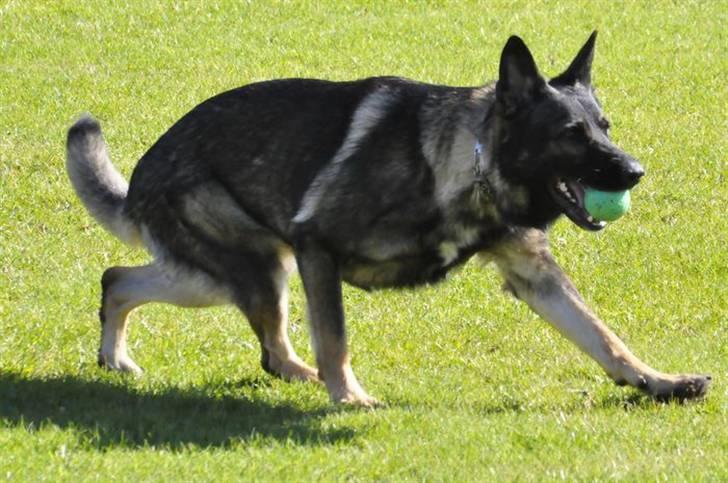 Schæferhund Jabina Kojac billede 2
