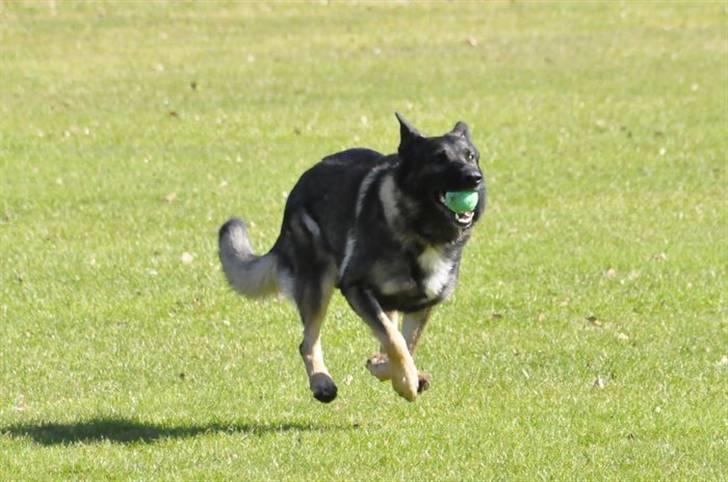 Schæferhund Jabina Kojac billede 3