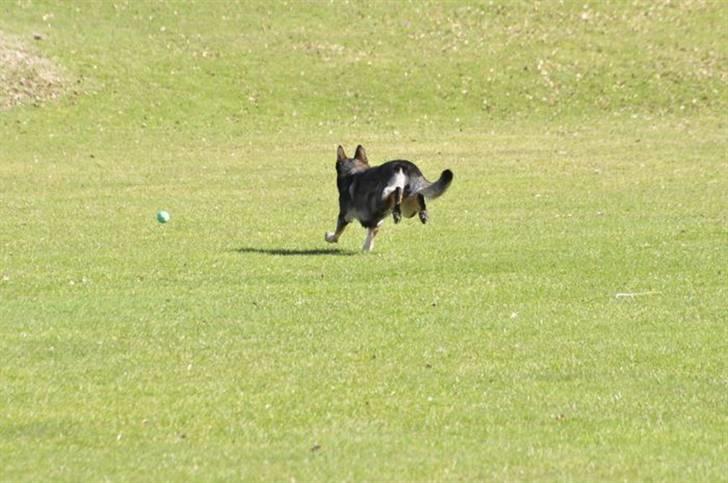 Schæferhund Jabina Kojac billede 4