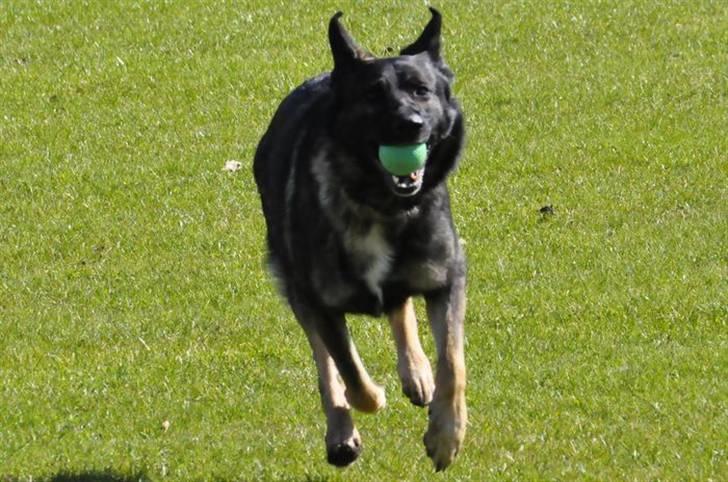 Schæferhund Jabina Kojac billede 5